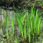 Acorus calamus Blad