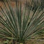 Yucca constricta Yaprak