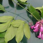 Fridericia chica Hoja