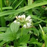 Hydrophyllum fendleri Flor