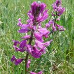 Polygala major Çiçek