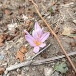 Colchicum neapolitanum Floare