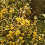 Corokia × virgata Bloem