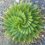 Aloe polyphylla Blad