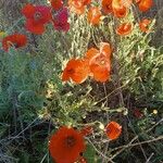 Papaver setiferum Fiore