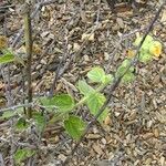 Sida cordifolia عادت
