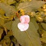 Impatiens glanduliferaKvět