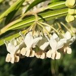 Gomphocarpus fruticosus Fleur