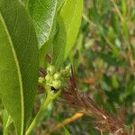 Dodonaea viscosa Gyümölcs