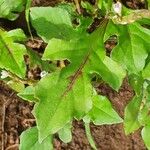 Oxygonum sinuatum Leaf