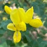 Cytisophyllum sessilifolium 花