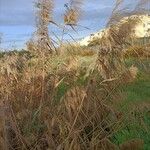 Phragmites australis葉