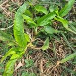 Persicaria hydropiper Hoja