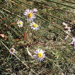 Tripolium pannonicum その他の提案