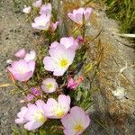 Oenothera speciosaЦветок