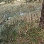 Festuca flavescens Hoja