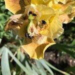 Iris barbatula Kwiat