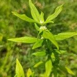 Spermacoce glabra 叶