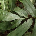 Bolbitis auriculata Leaf