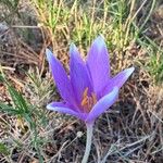 Colchicum longifolium Habit