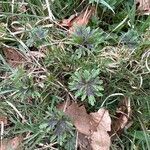 Ranunculus acris Лист