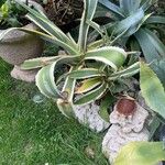 Agave salmianaLeaf