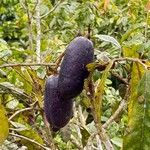 Dacryodes edulis Fruit