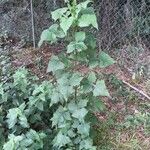 Lactuca floridana Alkat (teljes növény)