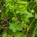 Alchemilla glabra Hoja