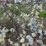 Prunus spinosa Flor