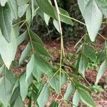 Albizia adinocephala Leaf