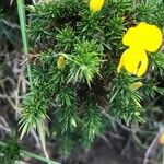 Ulex gallii Foglia