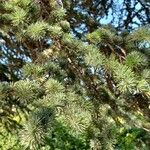 Cedrus atlantica 葉