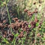 Eriogonum fasciculatum Плод