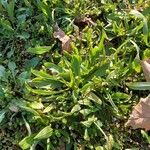 Plantago serraria Hoja