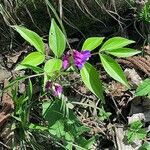 Lathyrus vernus Mosusu