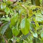 Cinnamomum glanduliferum Hoja