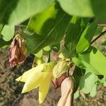 Bauhinia tomentosa Hábitos