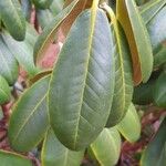 Rhododendron brachycarpum Deilen