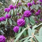 Rhododendron niveum Blüte