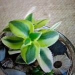 Crassula sarmentosaLeaf