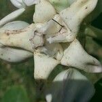 Calotropis gigantea Цветок