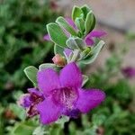 Leucophyllum frutescens Flower