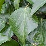 Hedera helixLeaf