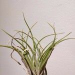 Tillandsia paucifolia 葉