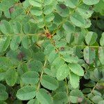 Rosa spinosissima Leaf