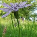 Podospermum purpureum Fiore