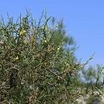 Genista fasselata Jani