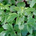 Geum macrophyllum عادت داشتن