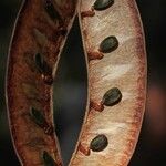 Erythrophleum suaveolens Frucht